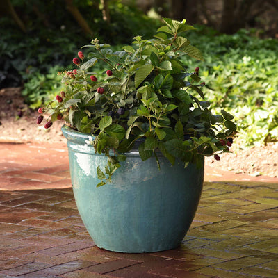 Potted Baby Cakes Blackberry plant with berries on a brick patio with a grassy yard in the background