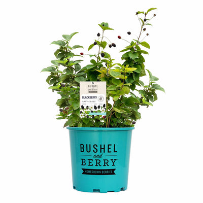Potted Baby Cakes Blackberry plant with berries in a teal container labeled 'Bushel and Berry' on a white background