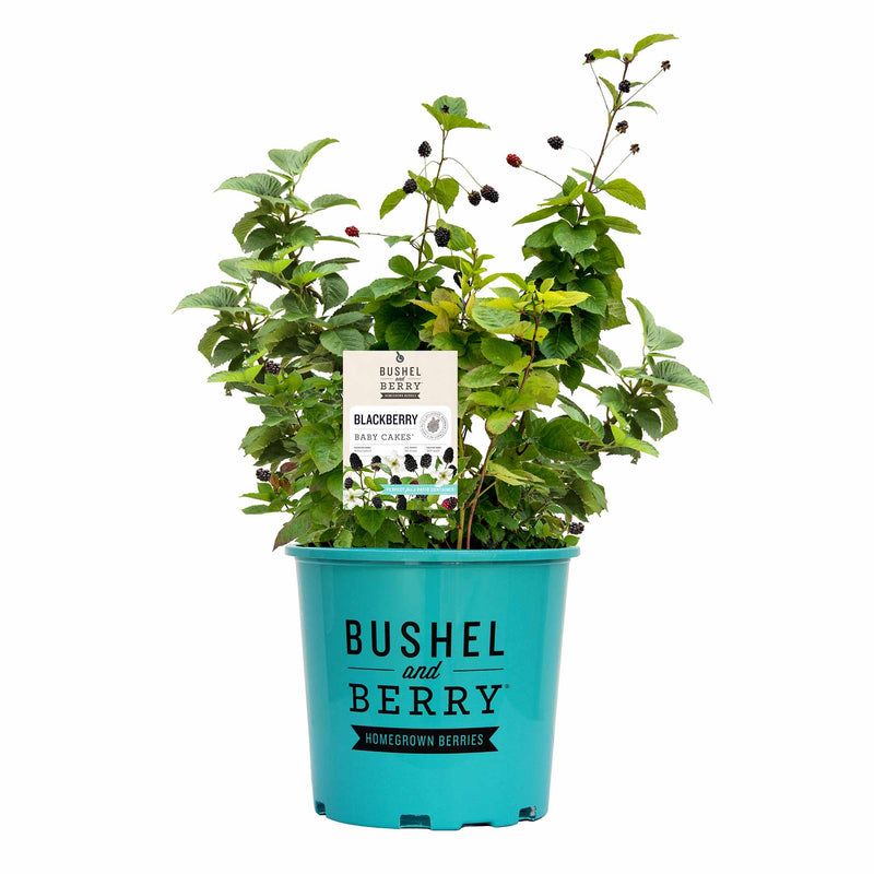 Potted Baby Cakes Blackberry plant with berries in a teal container labeled &