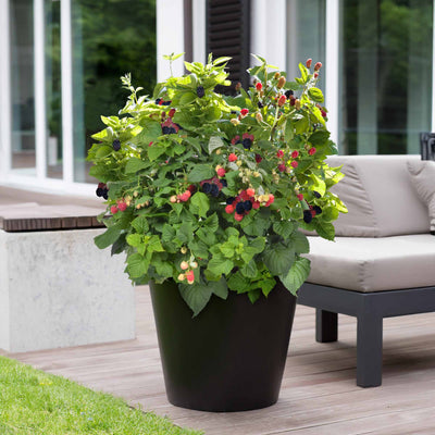 Potted blackberry plant with berries on a patio with a couch and glass doors in the background