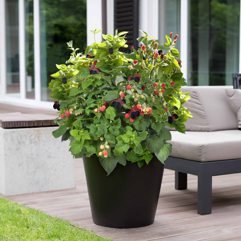 Potted blackberry plant with berries on a patio with a couch and glass doors in the background