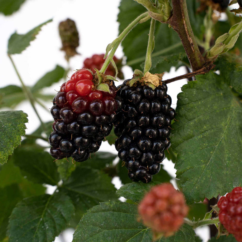 Blackberries from the Baby Cakes Blackberry Bush on a branch with green leaves