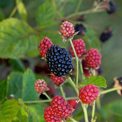 Close-up of Baby Cakes blackberries on a branch with green leaves.