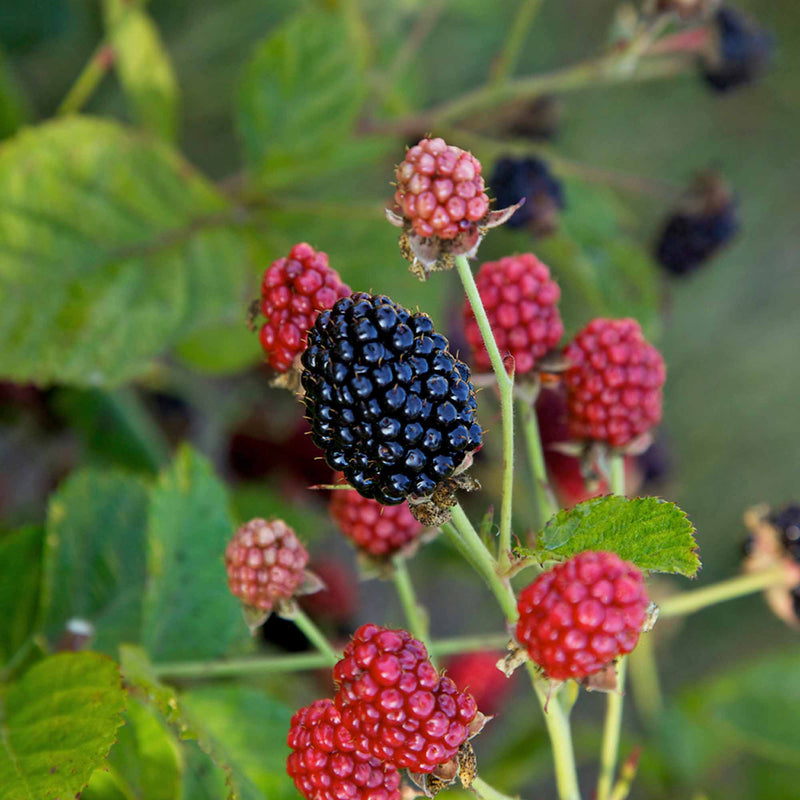 Close-up of Baby Cakes blackberries on a branch with green leaves.