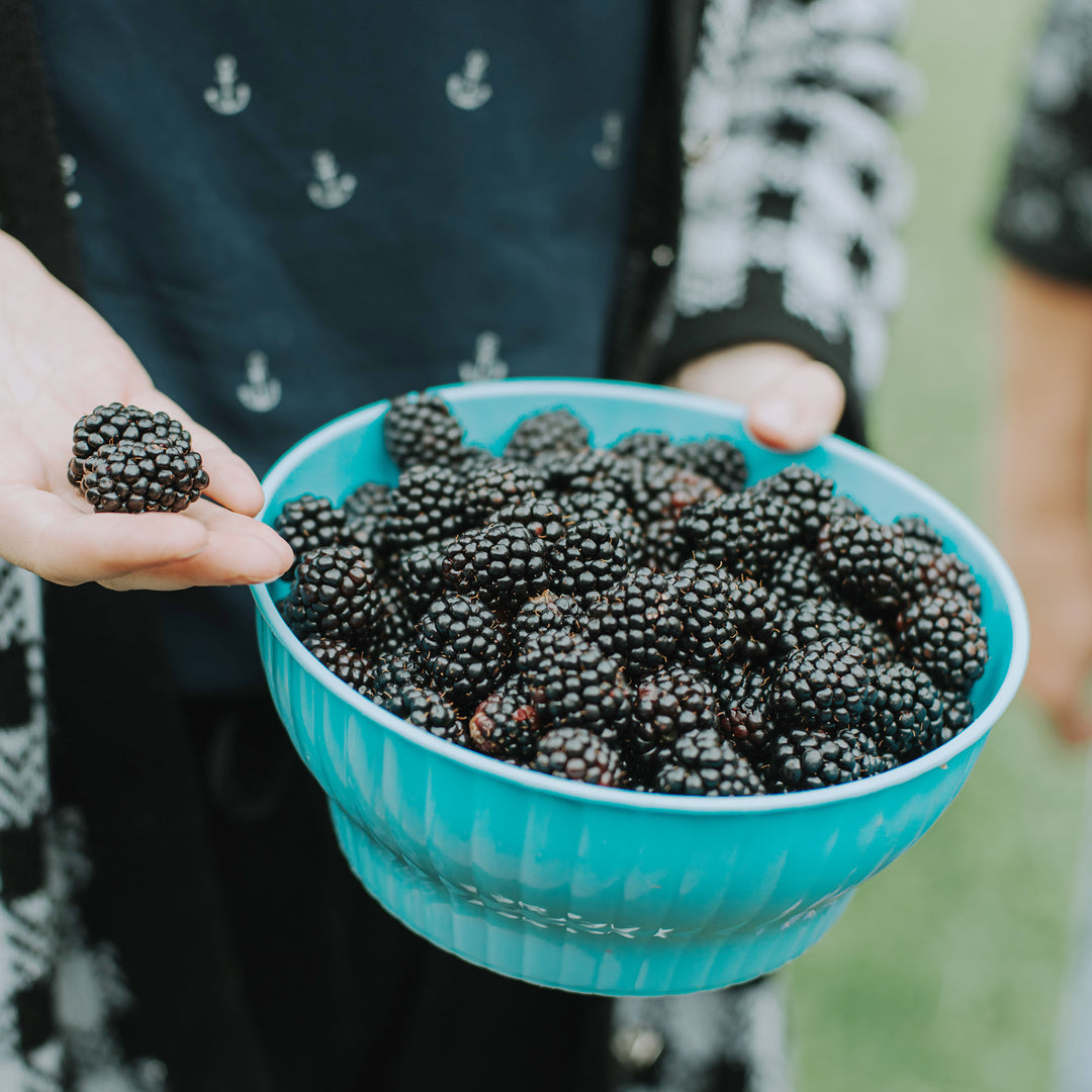 Big Daddy Blackberry Bush for Sale | Perfect Plants
