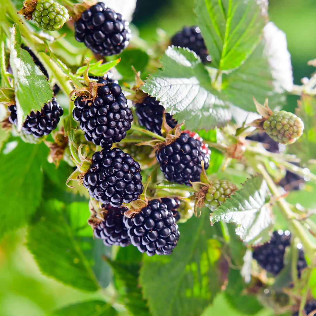 Big Daddy Blackberry Bush for Sale | Perfect Plants