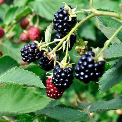 Chester Blackberry thornless fruit shrub