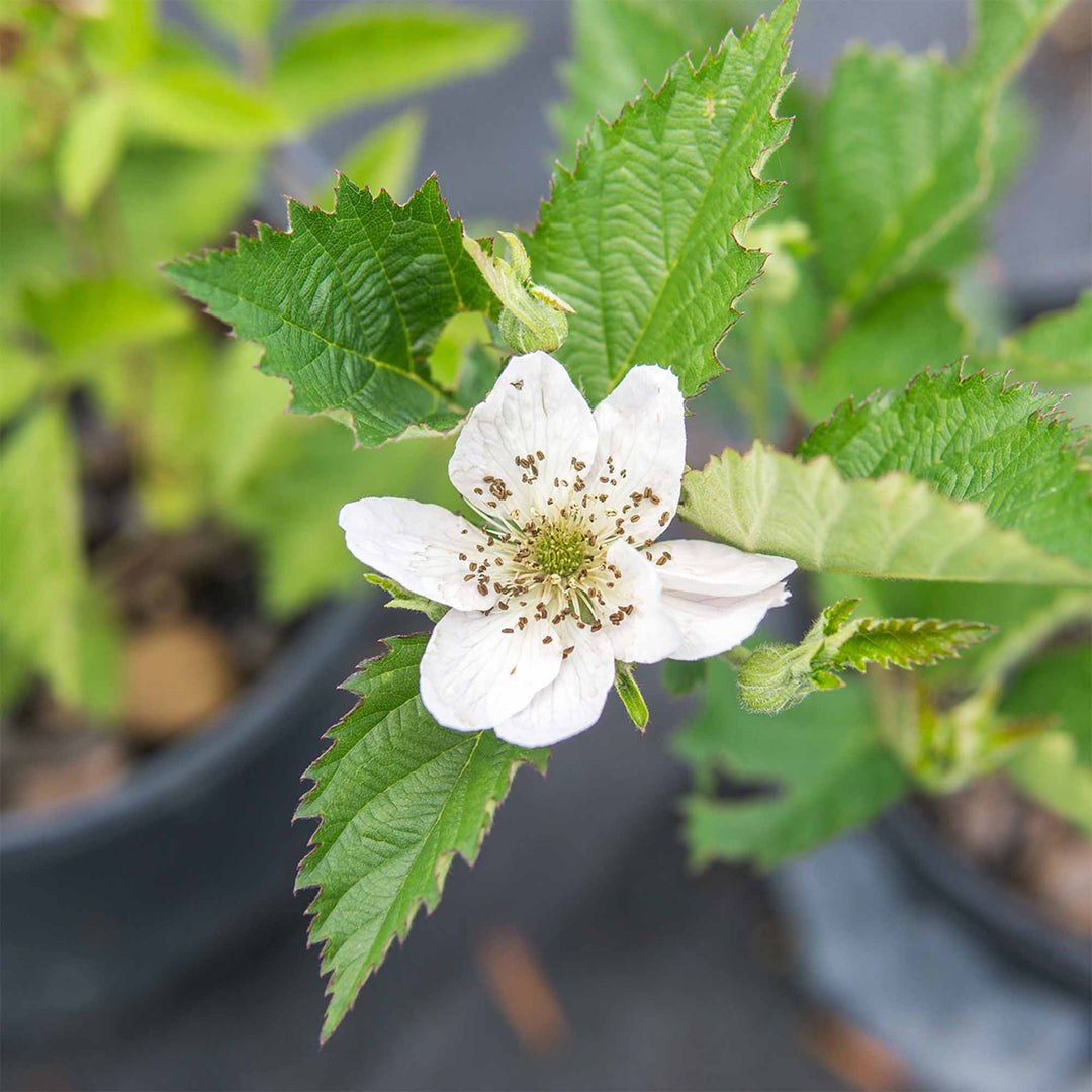 Ouachita Blackberry Bush - 3 Gallon / Single