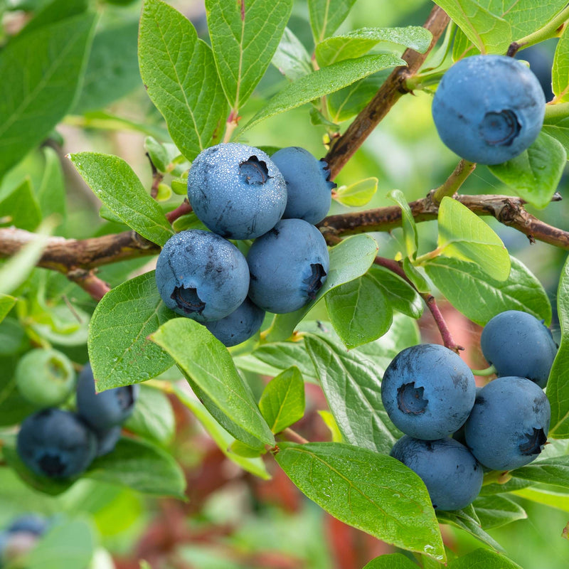 Brightwell Blueberry Bush