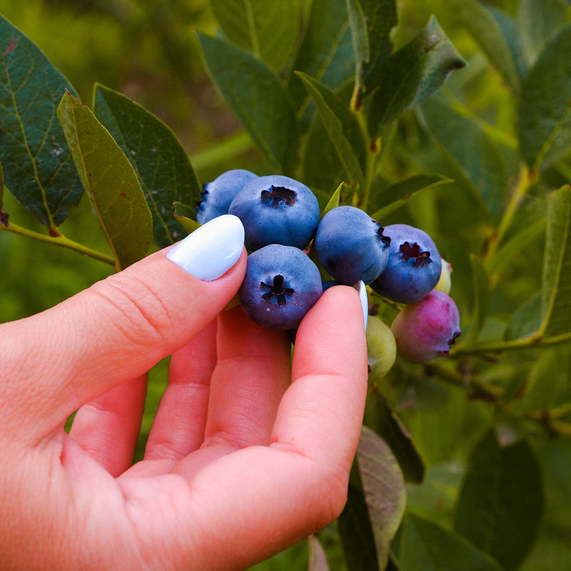 Brightwell Blueberry Bush