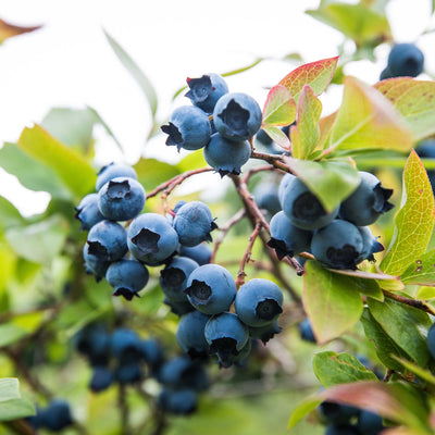 Brightwell Blueberry Bush