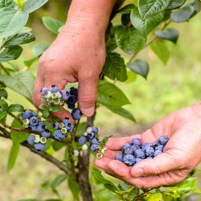 Brightwell Blueberry Bush