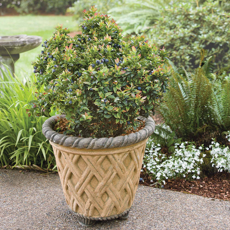 Potted blueberry bush in a decorative pot with garden background