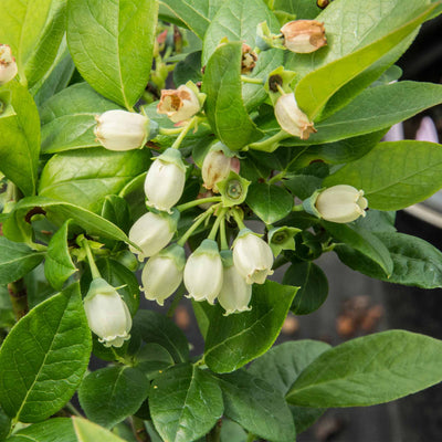 Close up of white flowers belonging to the Jelly Bean® Blueberry bush from the brand Bushel and Berry