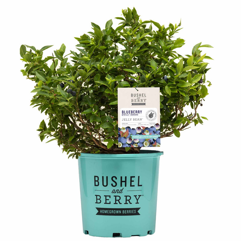 2-3 foot Jelly Bean Blueberry Bush in a branded teal pot from Bushel and Berry