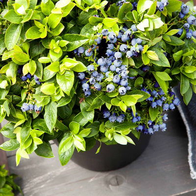 Potted plant with blueberries and green leaves on a wooden surface