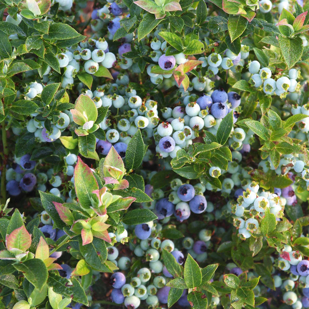 self fertile blueberry plants Jelly Bean® Blueberry Bush