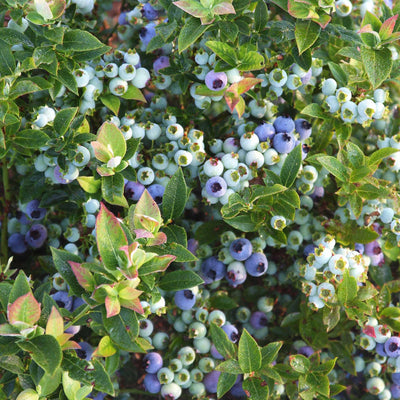 Close-up of blueberries and green leaves