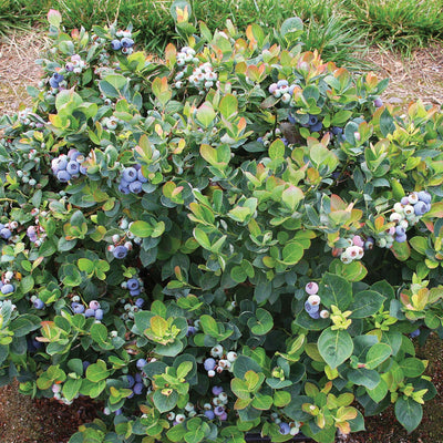 Peach Sorbet Blueberry bush with ripe berries in a front yard garden landscape