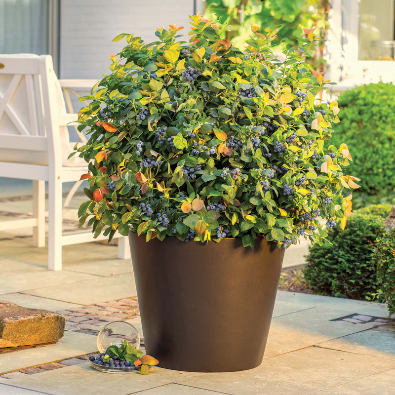 Potted peach sorbet blueberry bush from bushel and berry in a black container on a back porch patio