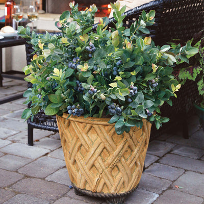 Peach Sorbet Blueberry plant in a decorative clay pot on a back porch with patio furniture in the background, covered in ripe berries