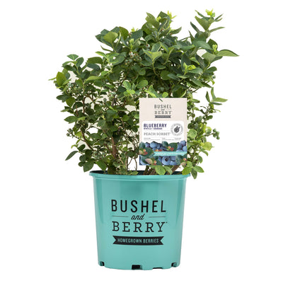 Potted Peach Sorbet blueberry plant with a 'Bushel and Berry' label on a white background