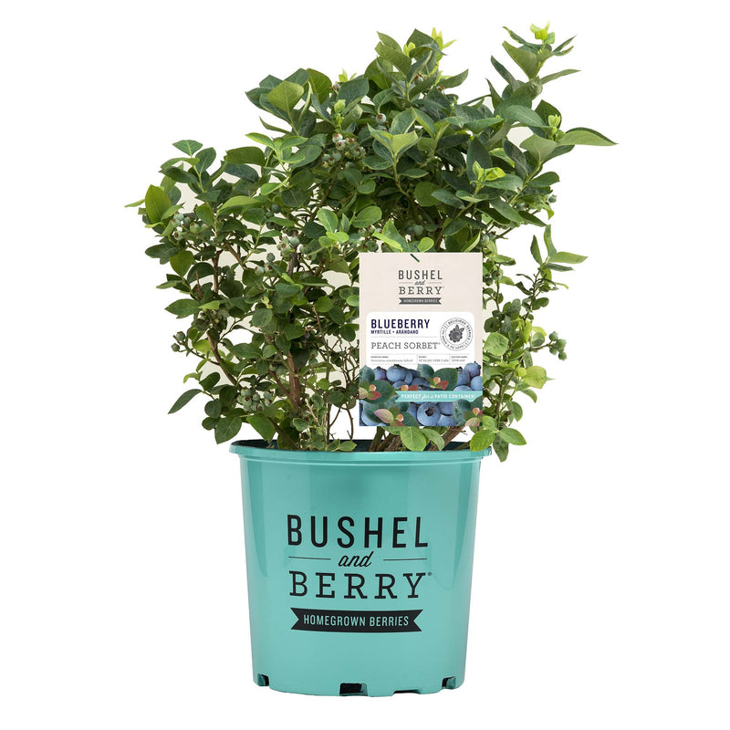 Potted Peach Sorbet blueberry plant with a &