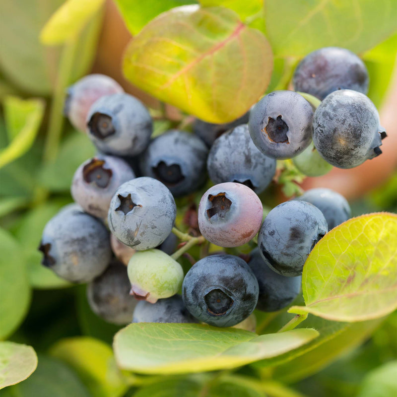 Close up of ripe berries from the Peach Sorbet Blueberry Bush