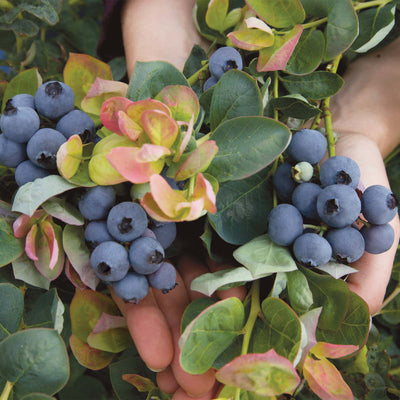 Hands of a gardener holding blueberries amidst green leaves grown on a Peach Sorbet Blueberry Plant