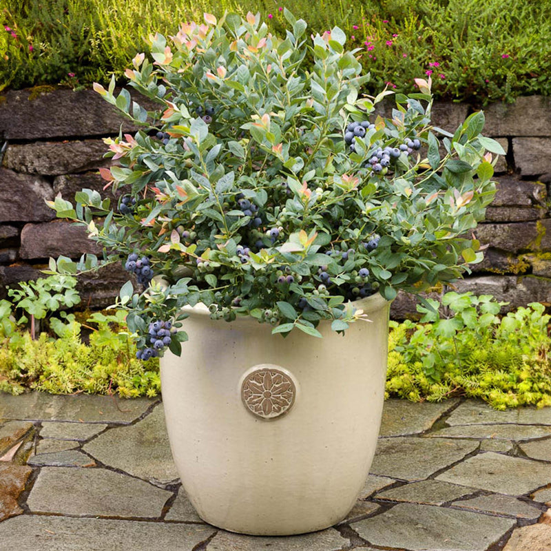 Pink Icing Blueberry bush potted in a decorative white clay container in a stone backyard landscape