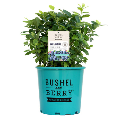 Potted Pink Icing blueberry plant with a label on a white background, featuring 'Bushel and Berry' branding.