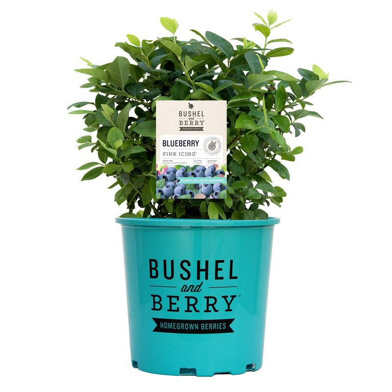 Potted Pink Icing blueberry plant with a label on a white background, featuring &