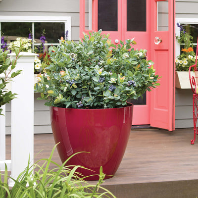 Red planter with a mature Pink Icing Blueberry plant on a wooden deck with a pink door in the background