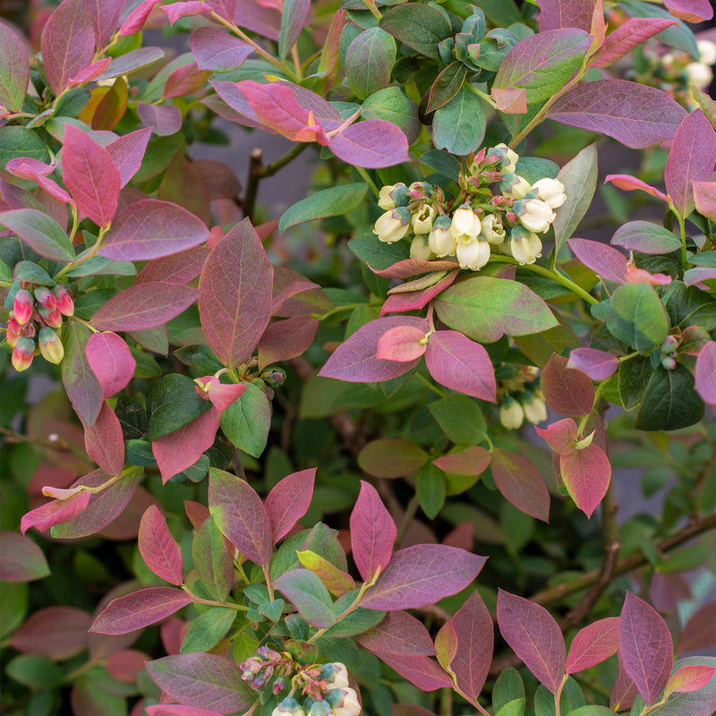Close-up of a Pink Icing Blueberry bush with pink and green leaves and small white flowers.
