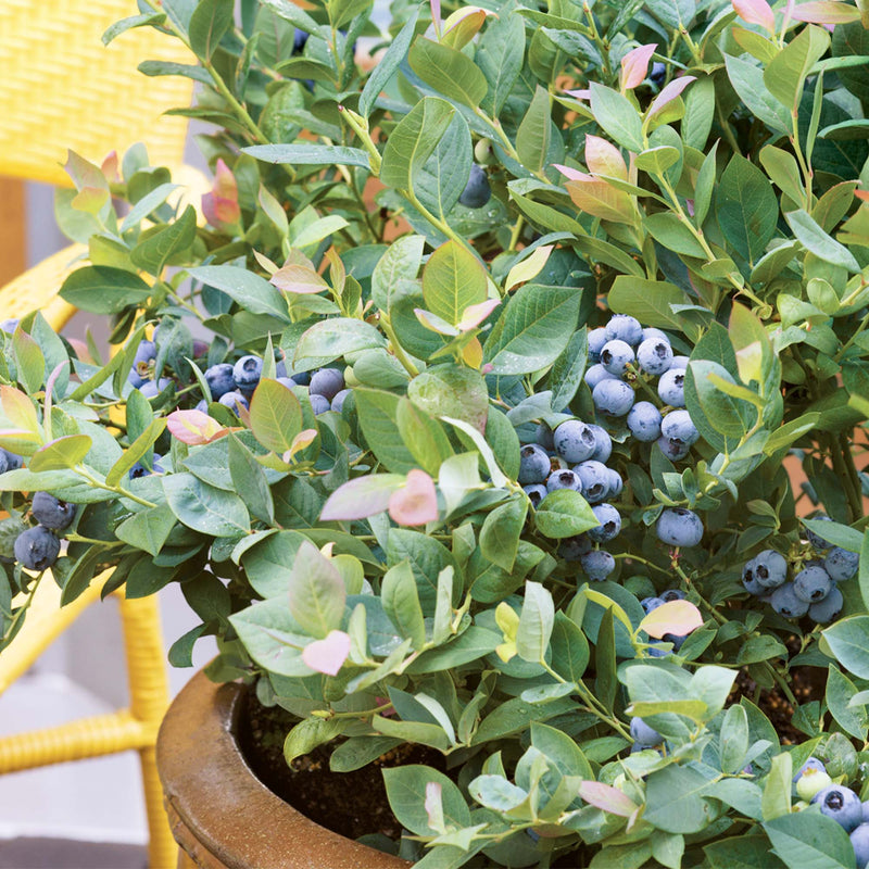 Potted Pink Icing Blueberry plant with bushels of ripe blueberries and green leaves