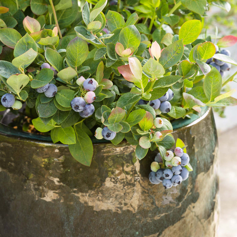 Potted Pink Icing Blueberry bush from brand Bushel and Berry with green leaves and blueberries hanging over the edge of the container