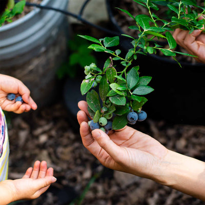 Hands holding a cluster of rabbiteye blueberries from the perfect plants variety pack with a garden background