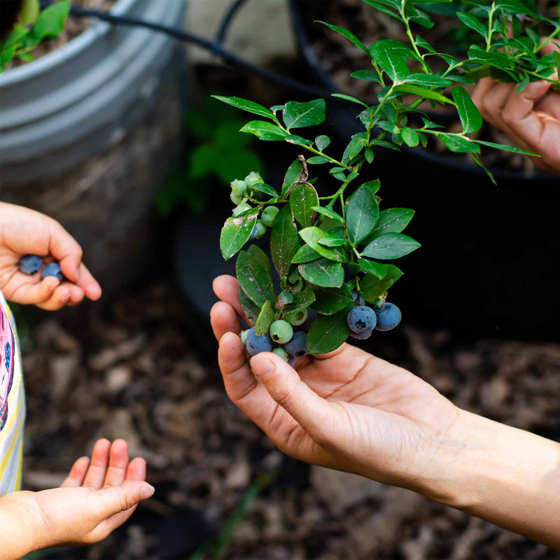 Hands holding a cluster of rabbiteye blueberries from the perfect plants variety pack with a garden background