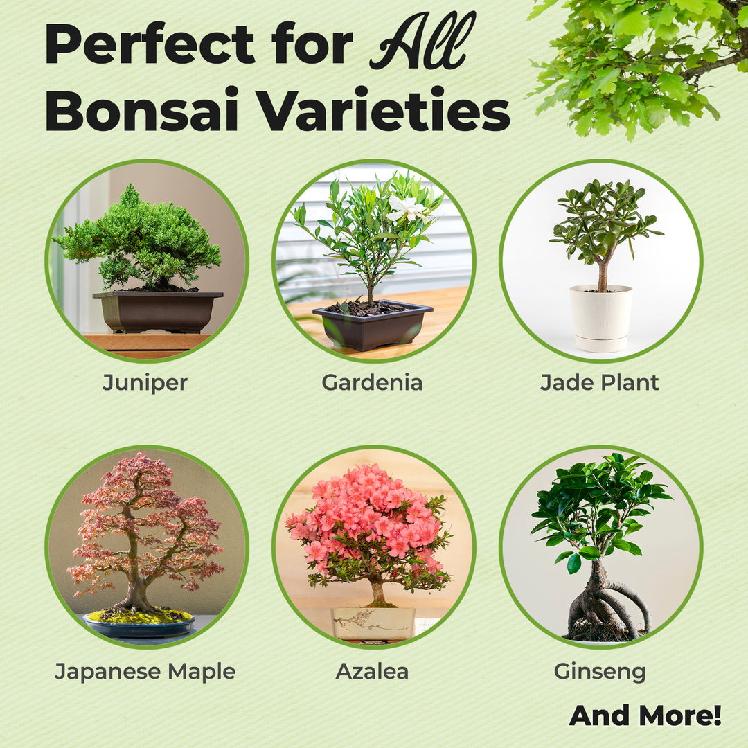 do bonsai trees need plant food Bonsai Fertilizer Spray for Sale
