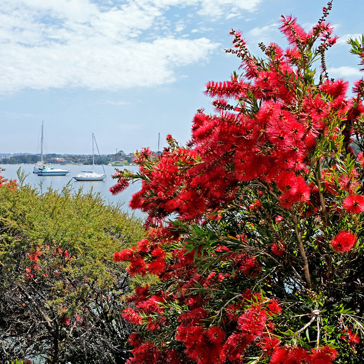 Little John Bottlebrush Tree