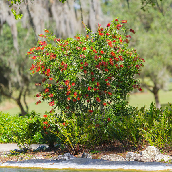 bottle brush plant fertilizer Little John Dwarf Bottlebrush for Sale | Buy Shrubs Online