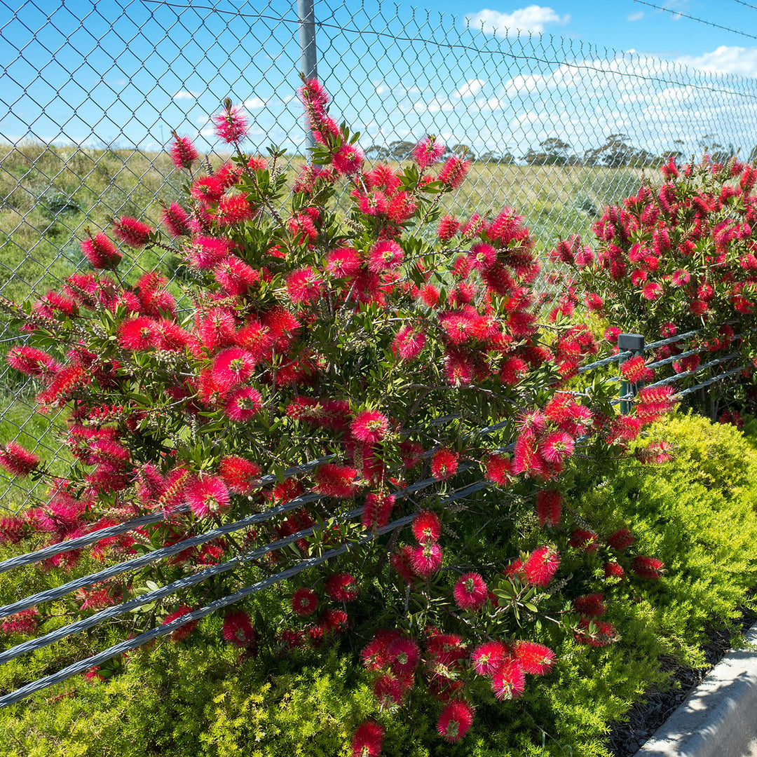 Little John Bottlebrush Tree