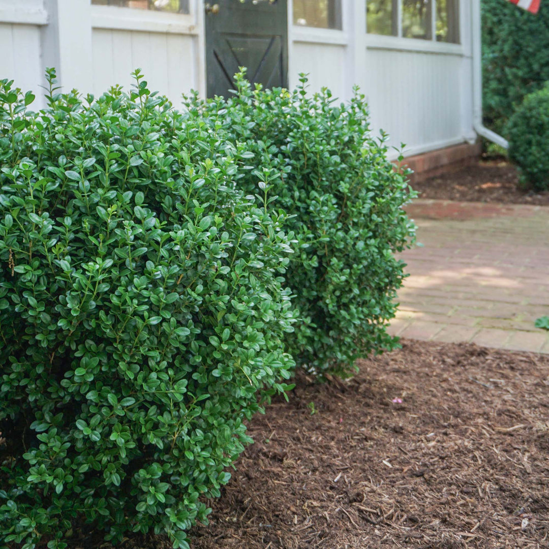 Shop NewGen Freedom® Boxwood for Sale | Perfect Plants