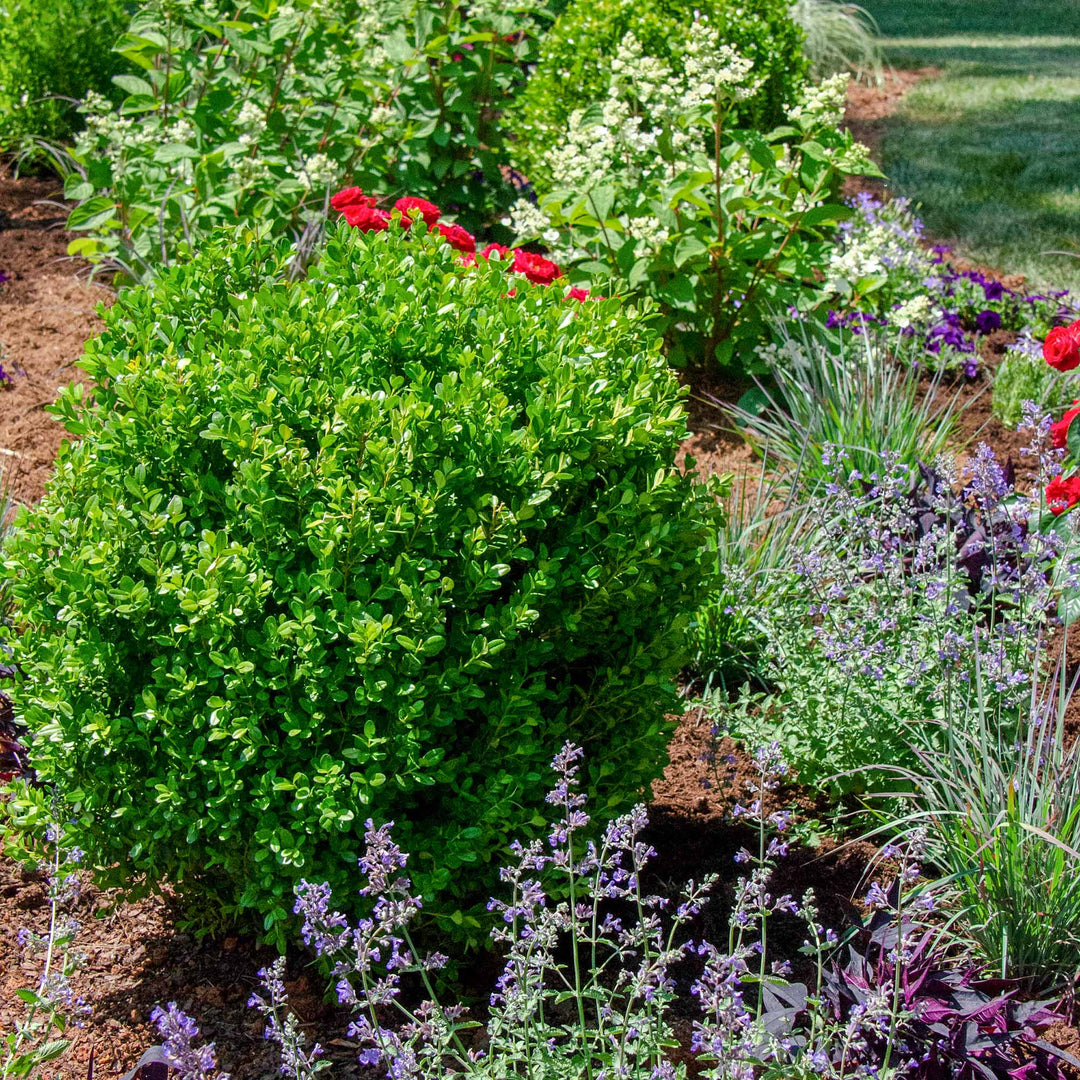 NewGen Freedom Boxwood Shrub - 1 Gallon / Single