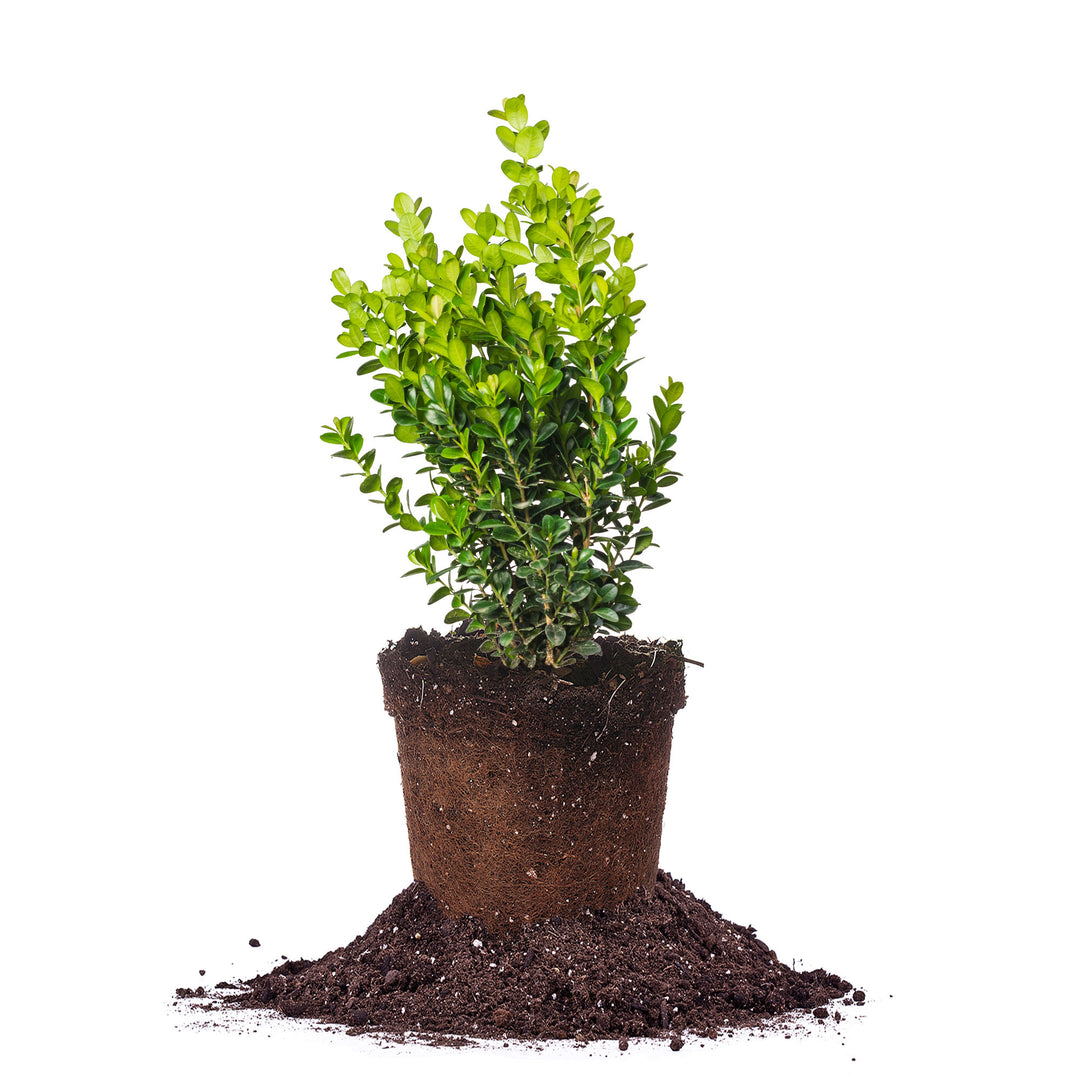 NewGen Freedom® Boxwood from Proven Winners® | Perfect Plants