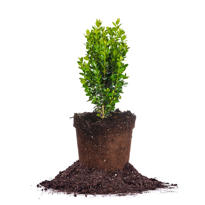 高評価なギフト Boxwood_Sprinter_1gmain_720x. テーブル・チェア・ハンモック