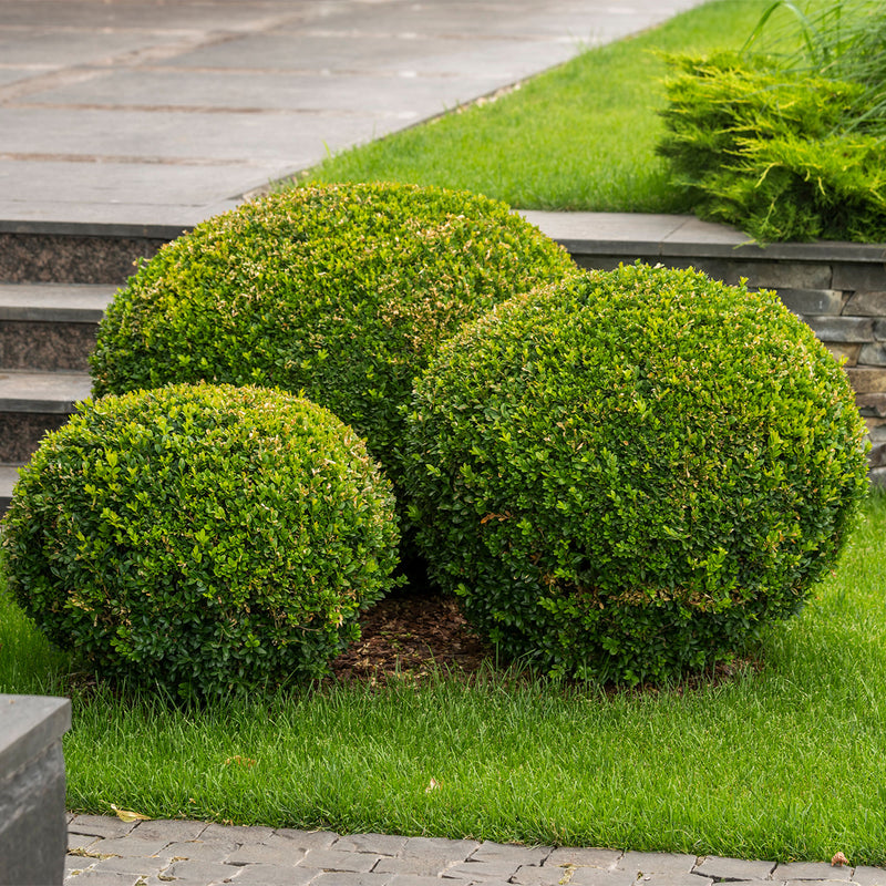 Topiary garden design made of three Wintergreen Boxwood shrubs