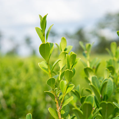 Close-up of green leaves form a wintergreen boxwood shrub with a blurred natural background