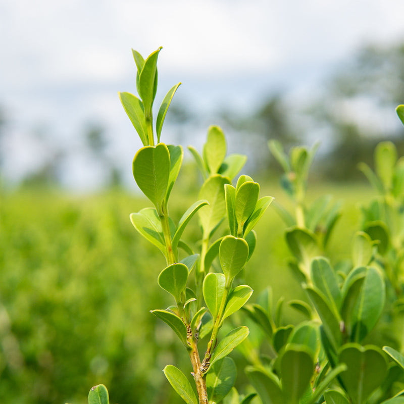 Close-up of green leaves form a wintergreen boxwood shrub with a blurred natural background