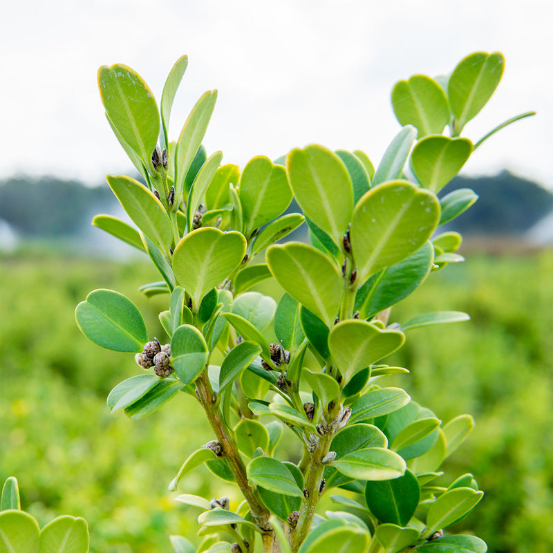 Close-up of green foliage from a wintergreen boxwood with a blurred natural background
